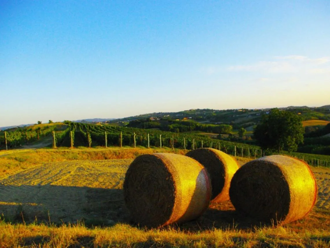 Le colline astigiane sono il vero futuro dell'economia del territorio