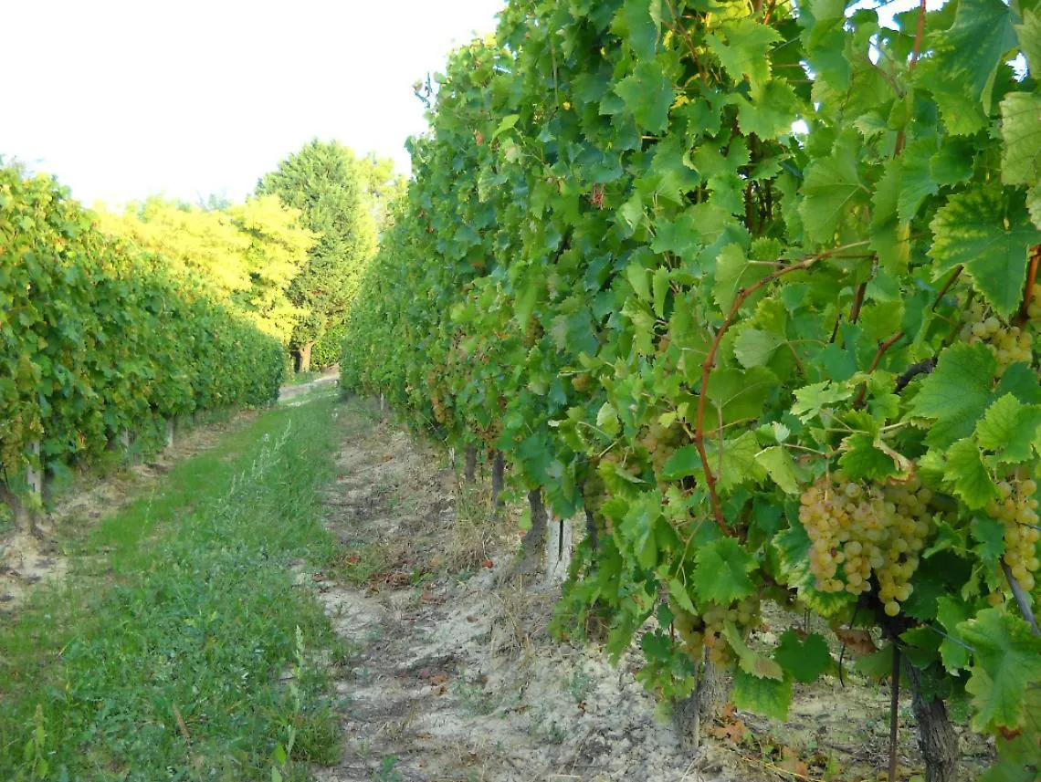 Asti nei Comuni docg: a vuoto il colpo<br/>di mano, si aspetta la nuova sentenza