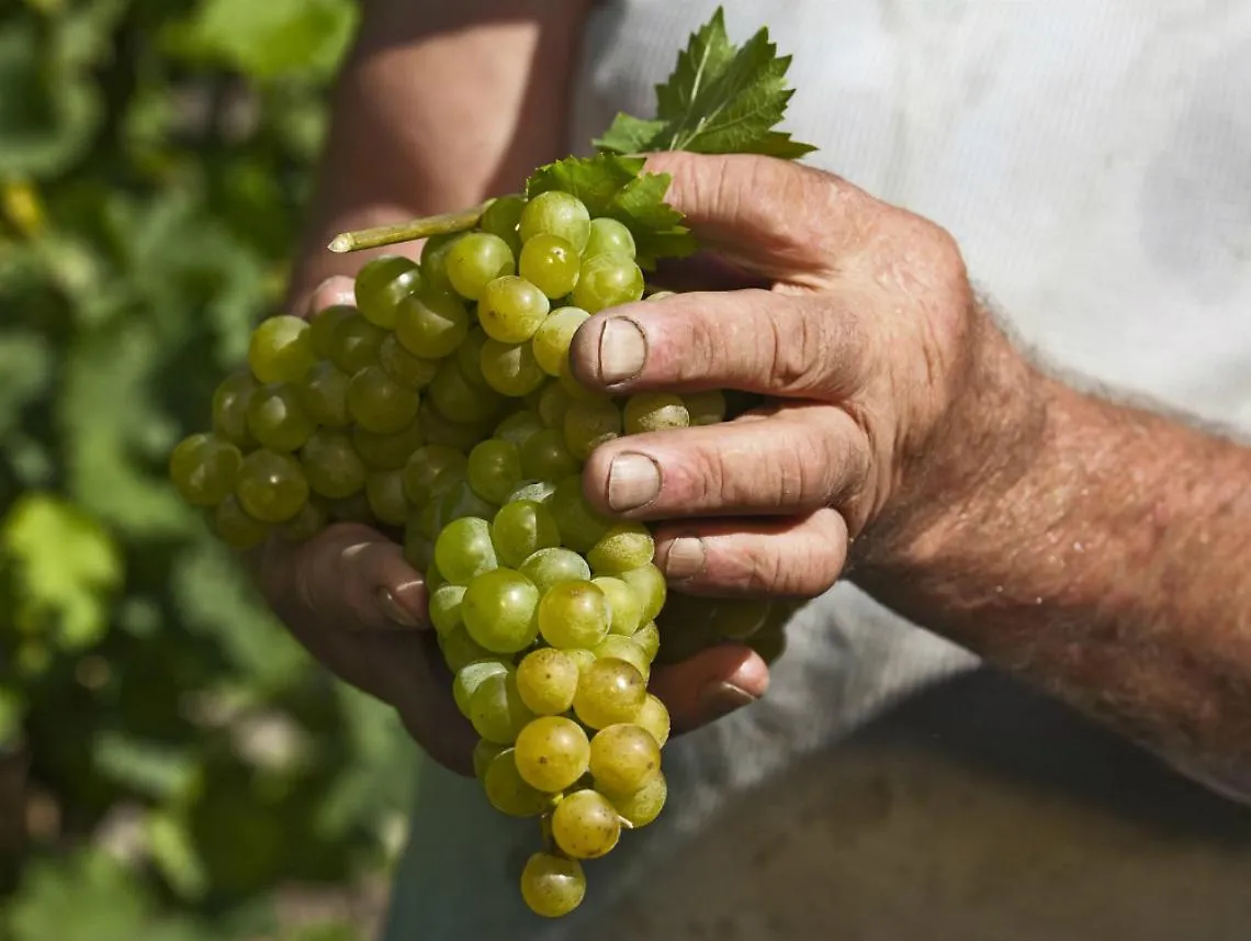 Per la vendemmia 160 euro<br/>a chi assume residenti senza lavoro