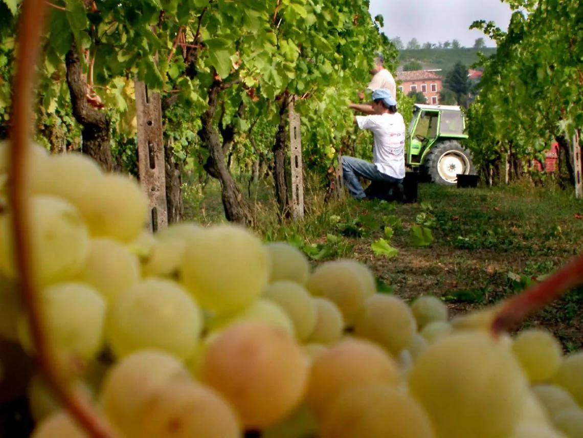 Dalla Romania arrivano i raccoglitori<br/>di Moscato, Canelli si attrezza per accoglierli
