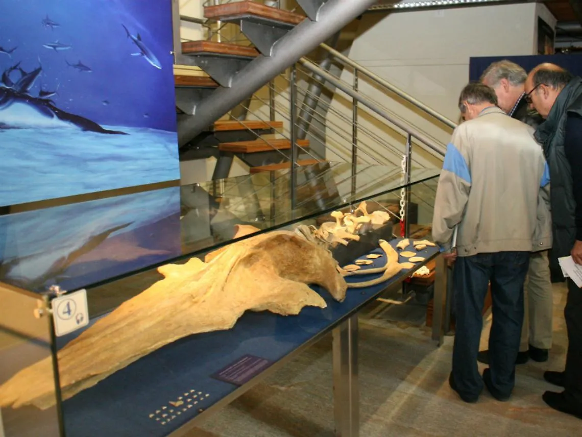 Museo paleontologico: ottimi numeri e ingresso nella Carta Musei Piemonte 2014