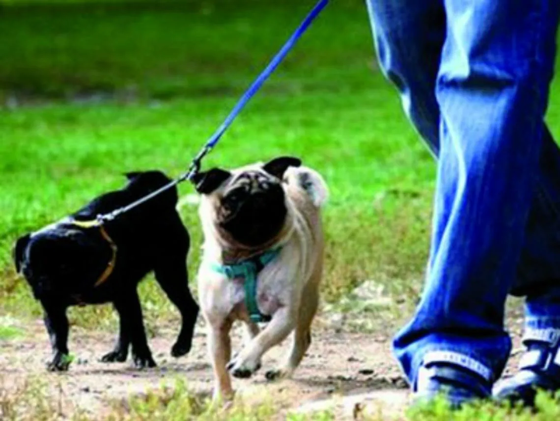 Le deiezioni canine: un problema di tutti