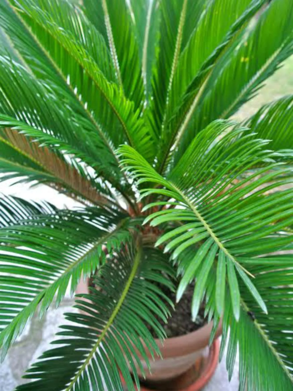 Cycas, un fossile vivente da mettere in veranda