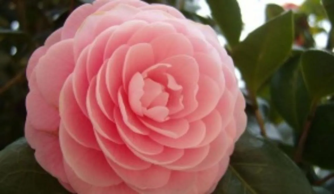 Camellia a fioritura invernale