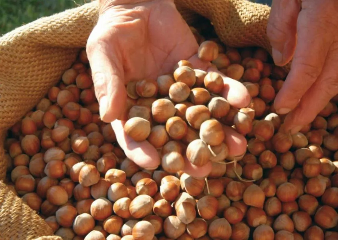 nocciole castellero