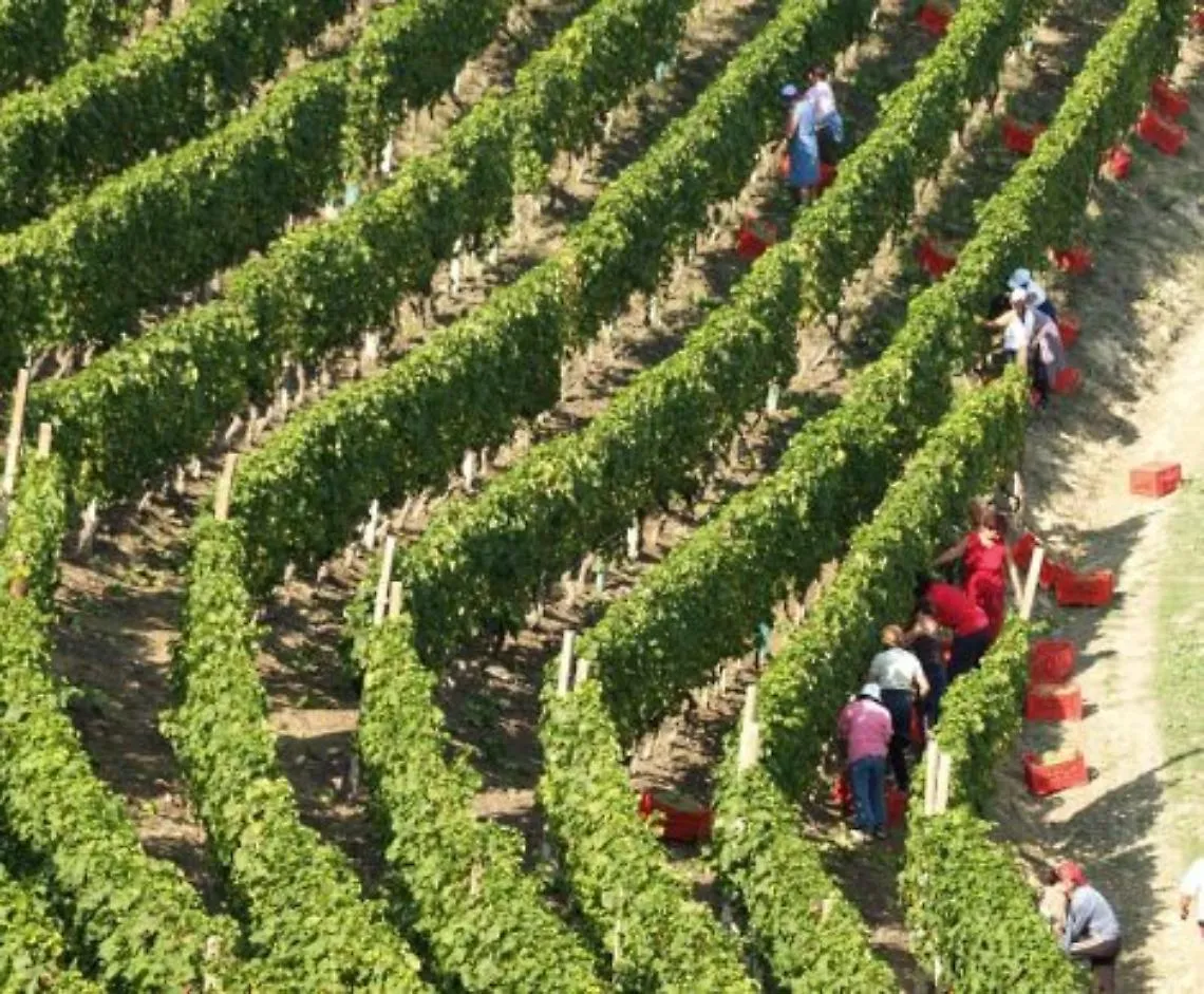 Vendemmia 2019