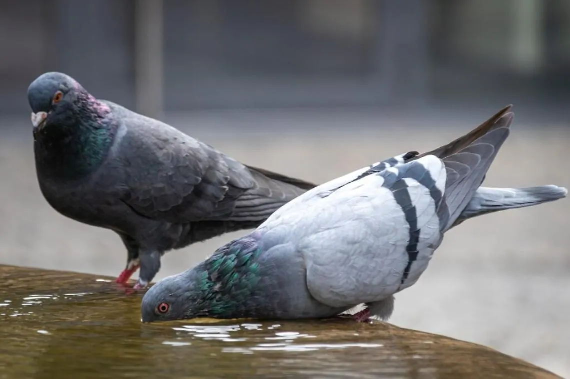piccioni e colombi
