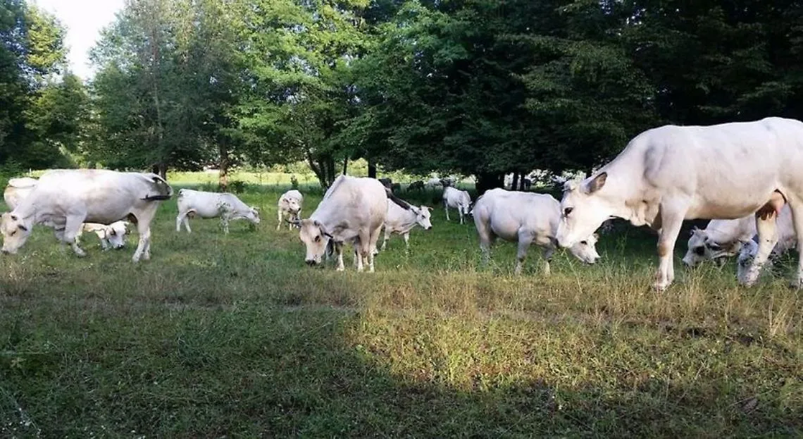 Razza-bovina-piemontese