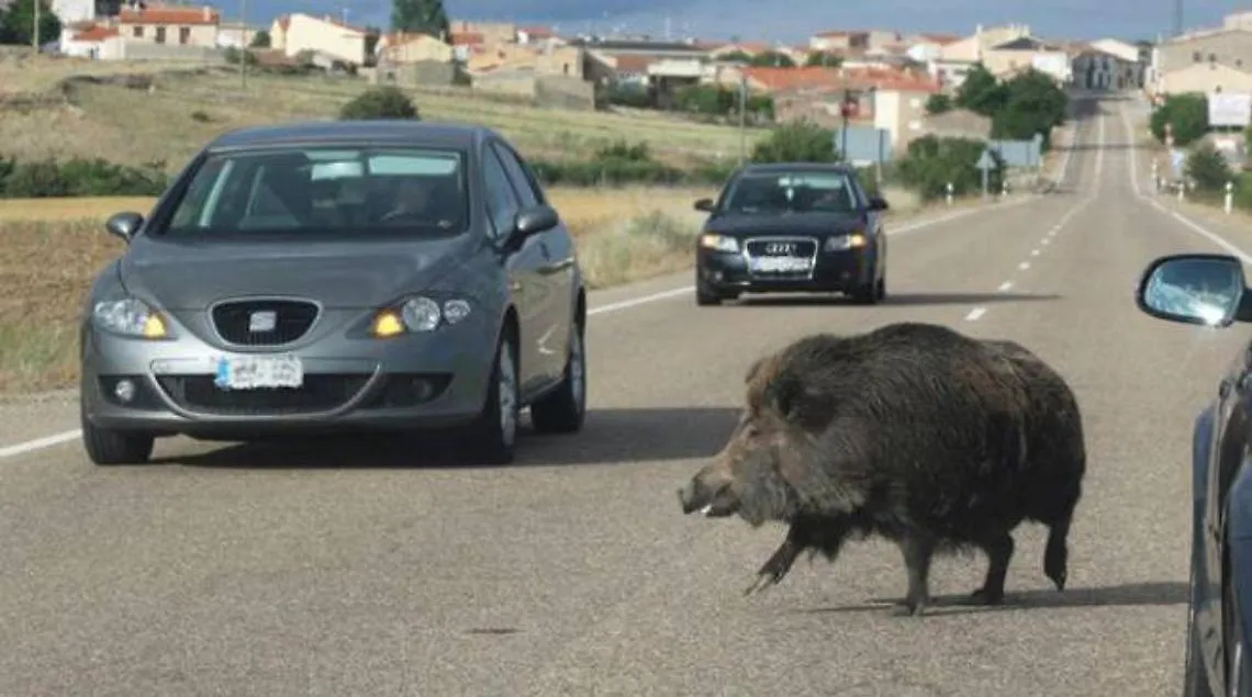 Incidenti-con-cinghiale-Perizia-Facile