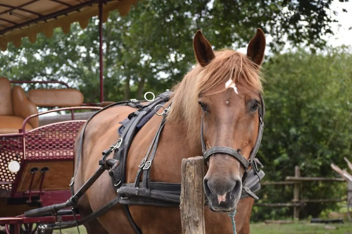 cavallo e carrozza