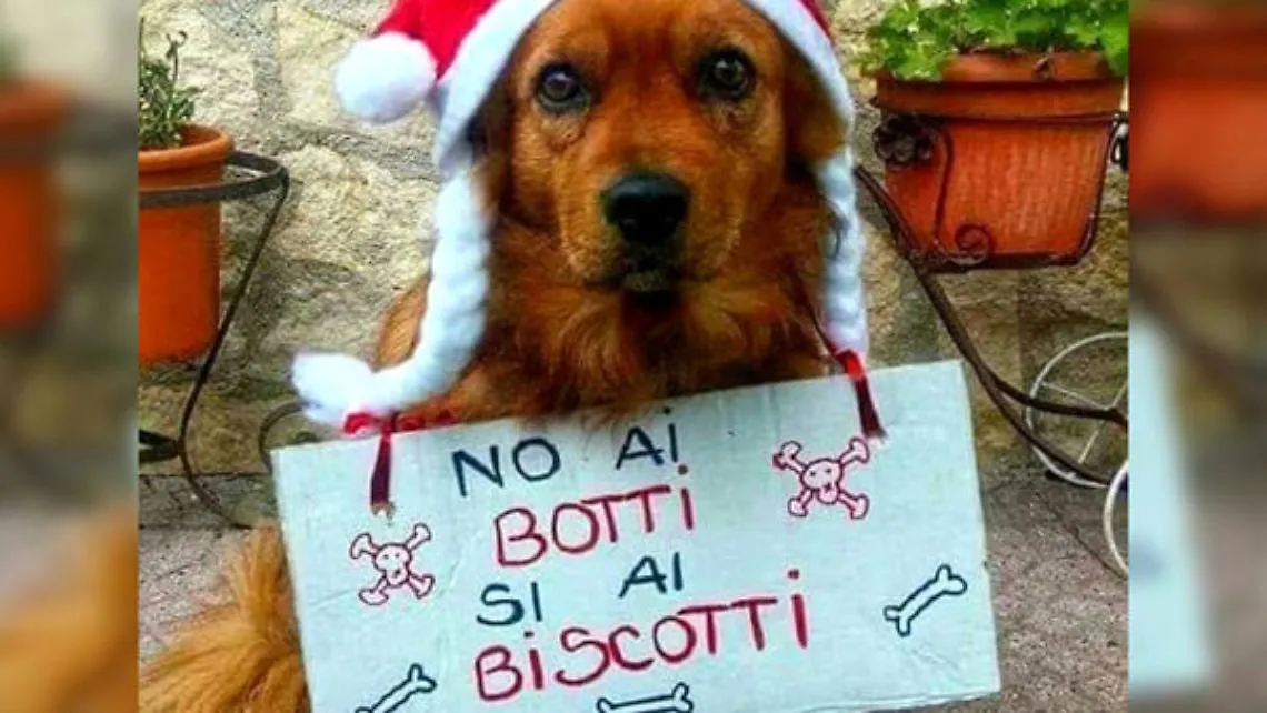cane botti capodanno ok-2-2