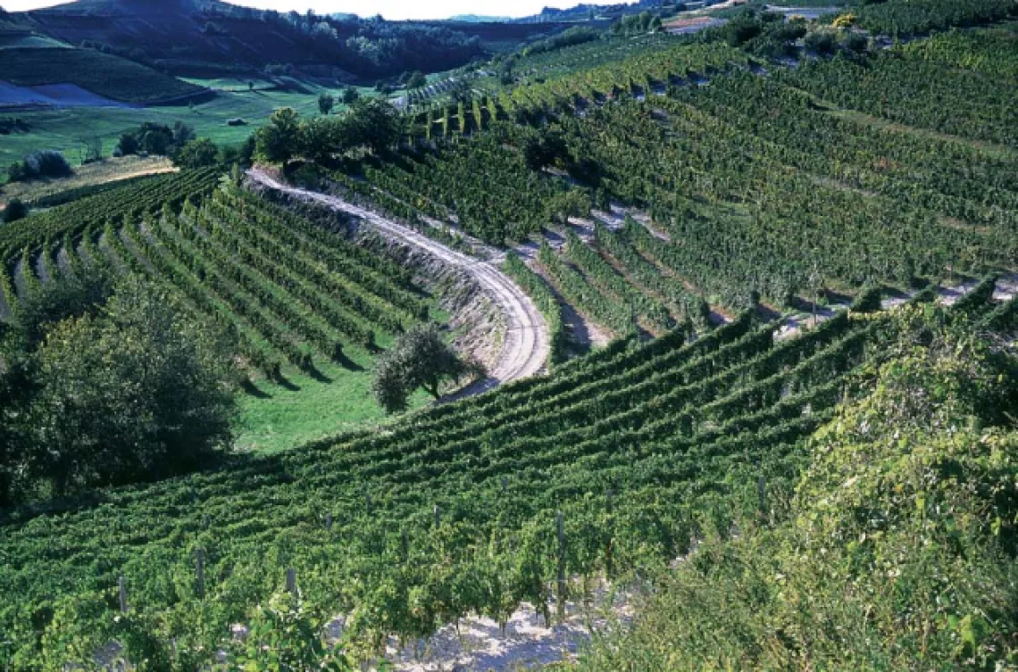 albugnanovigneti (1)