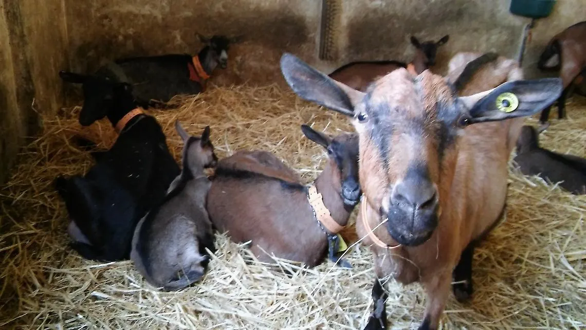 A Pasqua il capretto della Langa Astigiana allevato al latte materno diventa protagonista 