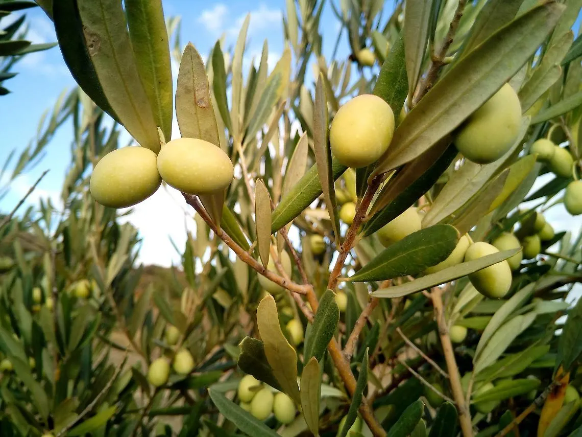Gli uliveti monferrini ora hanno una De.Co: ad Alfiano Natta il riconoscimento