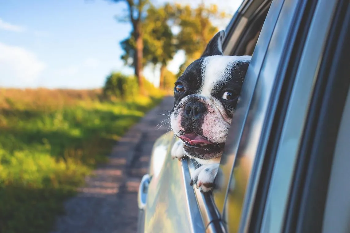 Cane in auto d'estate: anche pochi minuti possono essere pericolosi