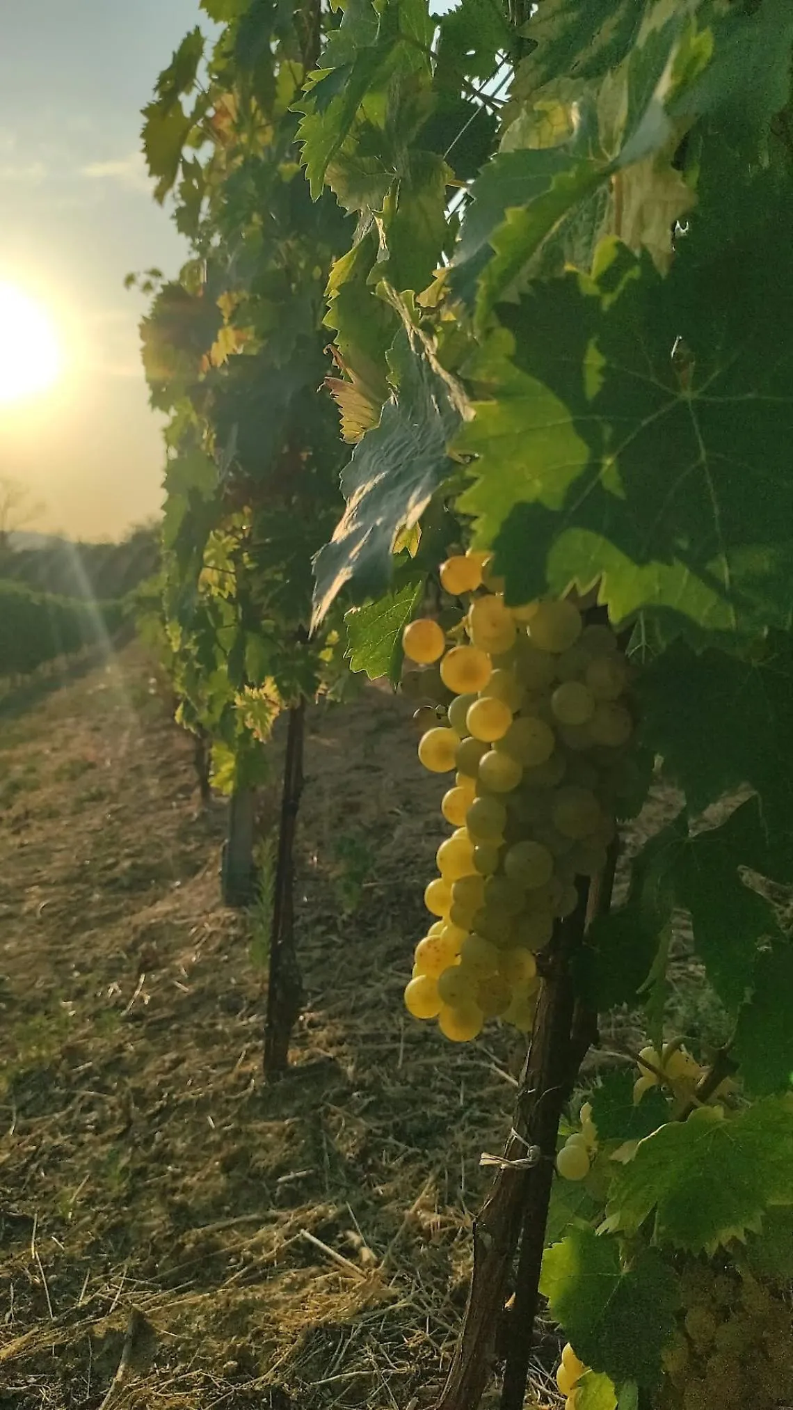 Moscato d'Asti: crescono le denominazioni, al via un nuovo progetto di valorizzazione