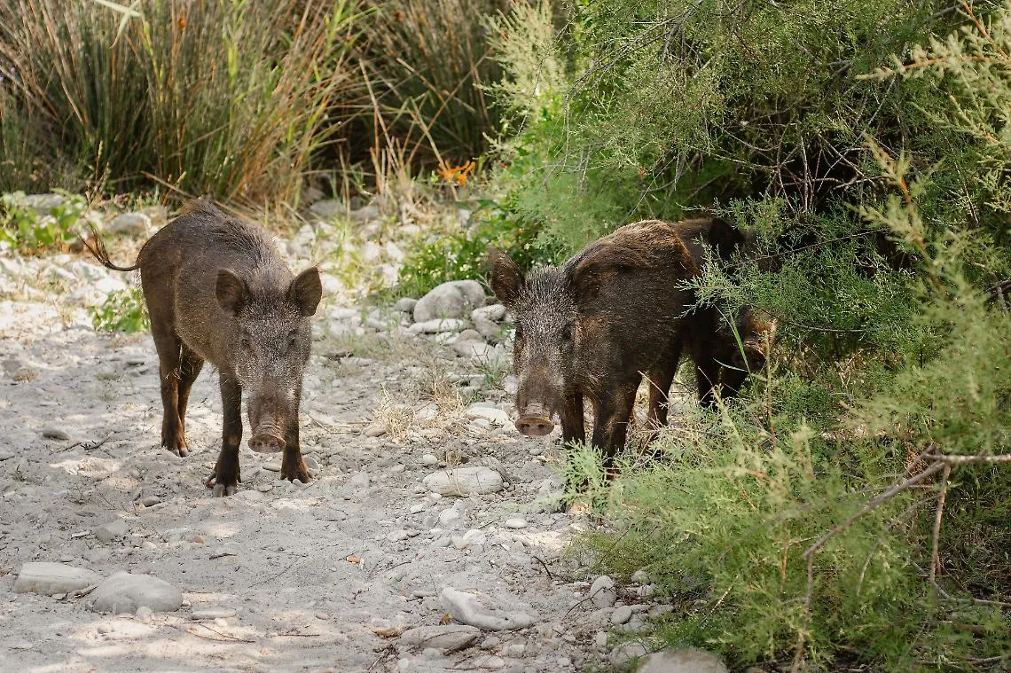Il Tavolo Animali e Ambiente chiede alla Regione di sospendere la caccia