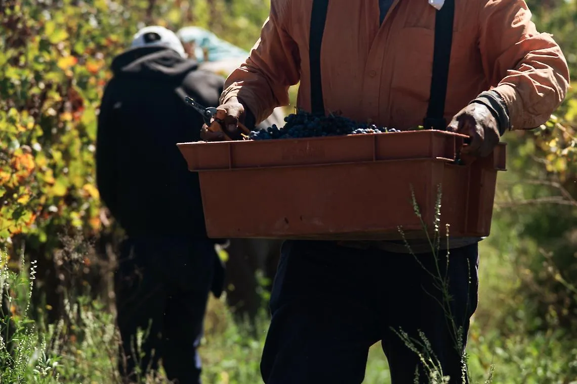Vendemmia 2026: nell&rsquo;Astigiano uve eccellenti ma la siccit&agrave; fa calare le rese