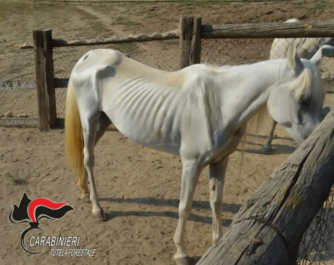 Salvati in un allevamento 12 cavalli "pelle e ossa" e senza cure 