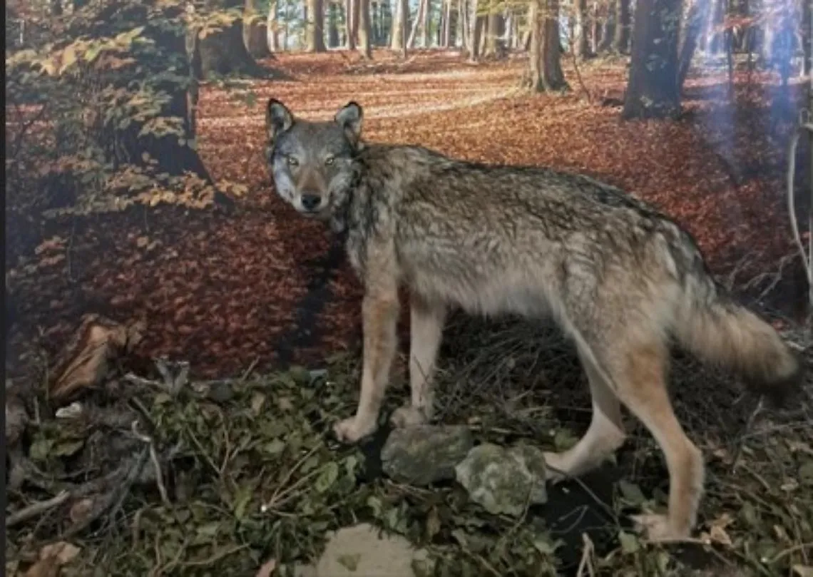 "Lupus in fabula": riapre la mostra con tutte le "storie del lupo"