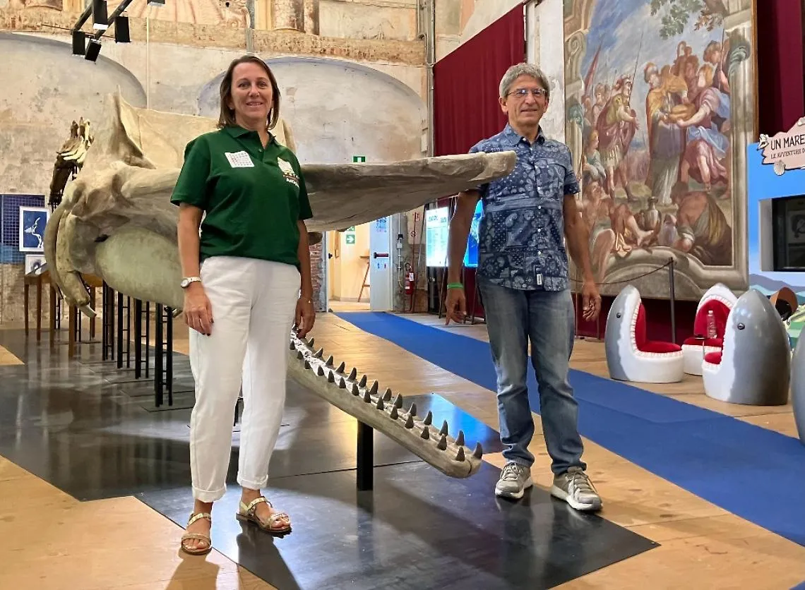 Asti e il "gemellaggio dei capodogli" di oggi con quelli fossili