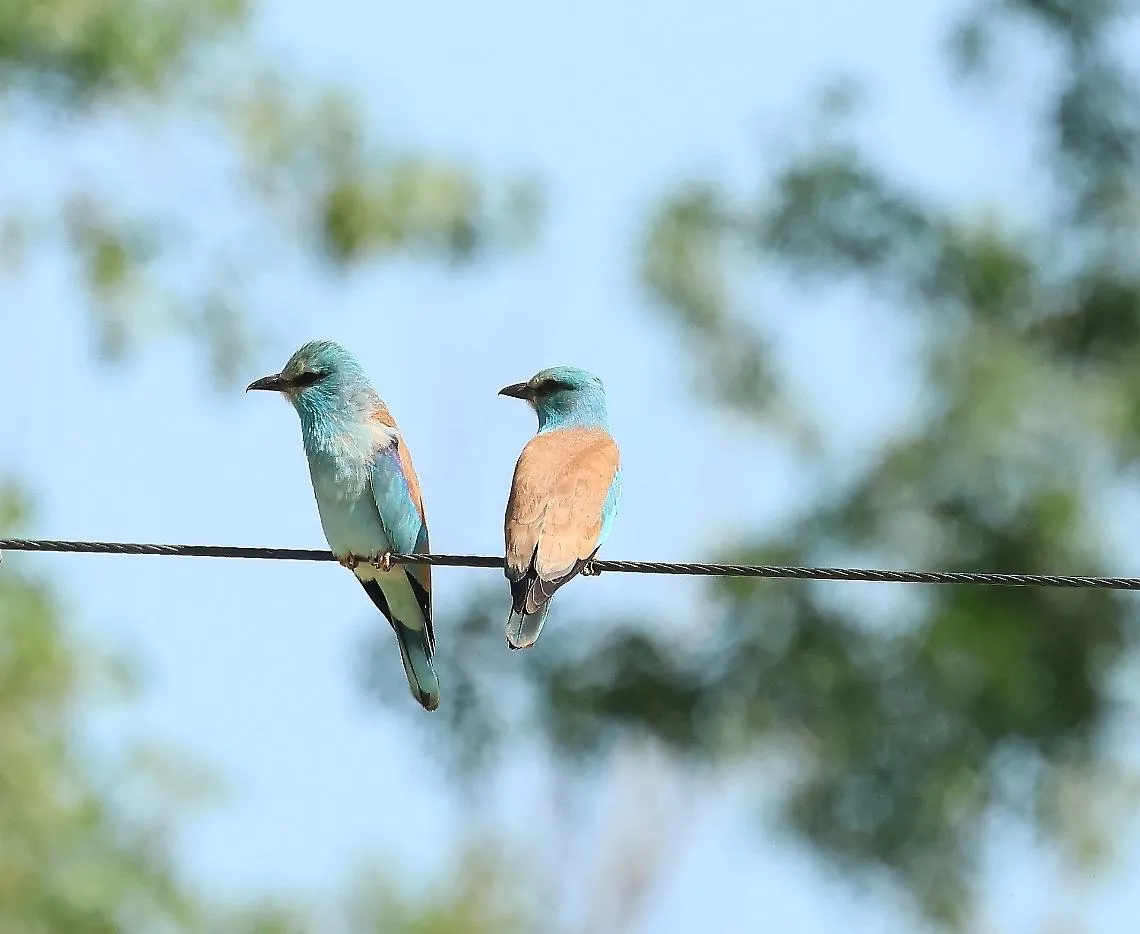 Un&rsquo;autostrada verde per la biodiversit&agrave;: ad Asti la natura si connette grazie al "Massimo Impatto" 