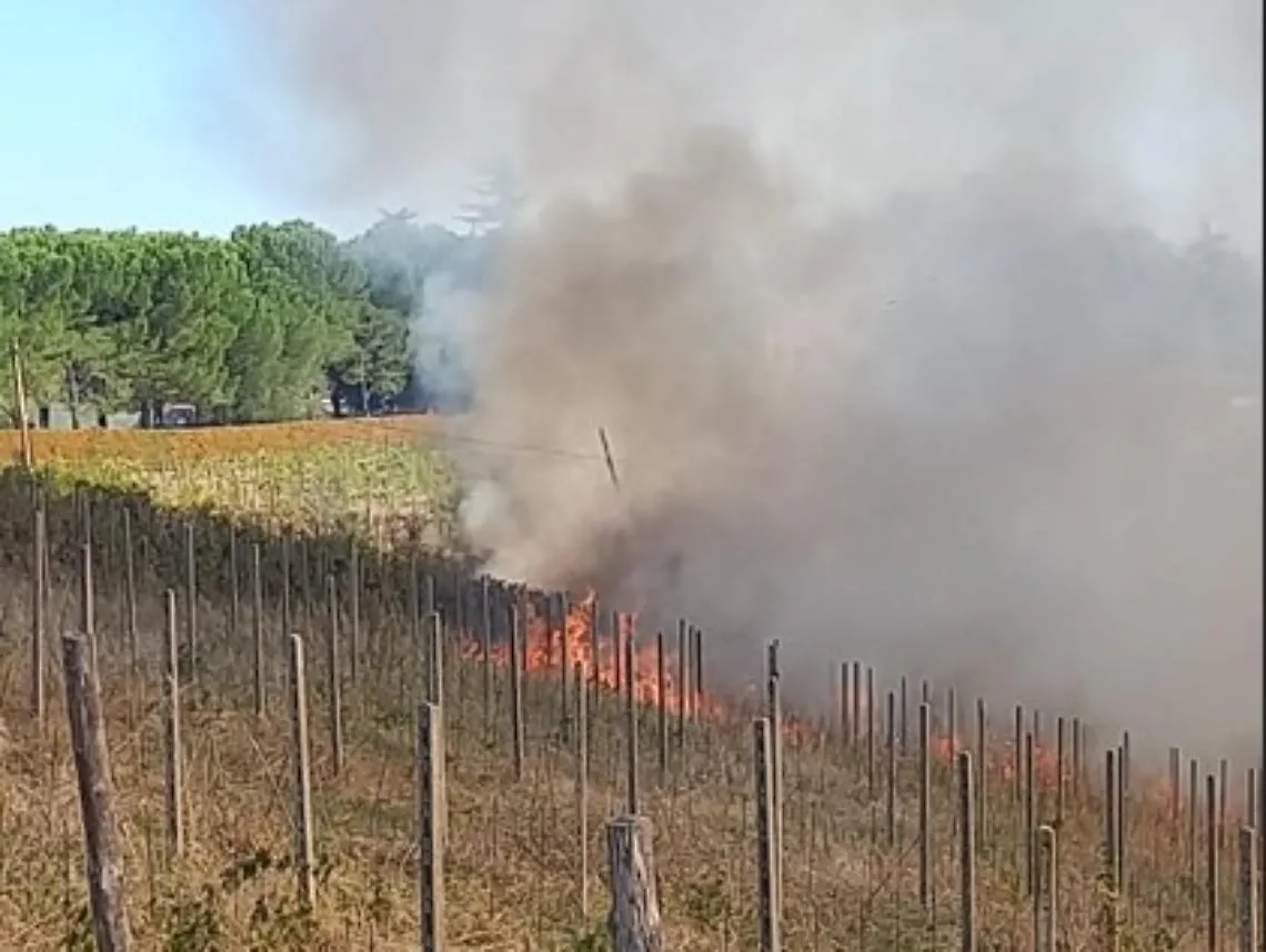 Va  a fuoco una vigna, intervento dell'elicottero dei Vigili del fuoco e squadre AIB