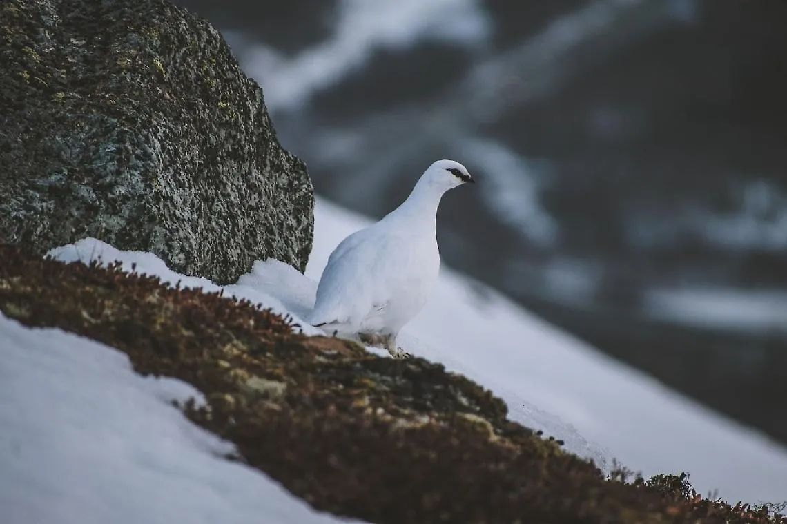 Caccia alla fauna alpina: il Tavolo Animali e Ambiente contesta i nuovi piani di prelievo