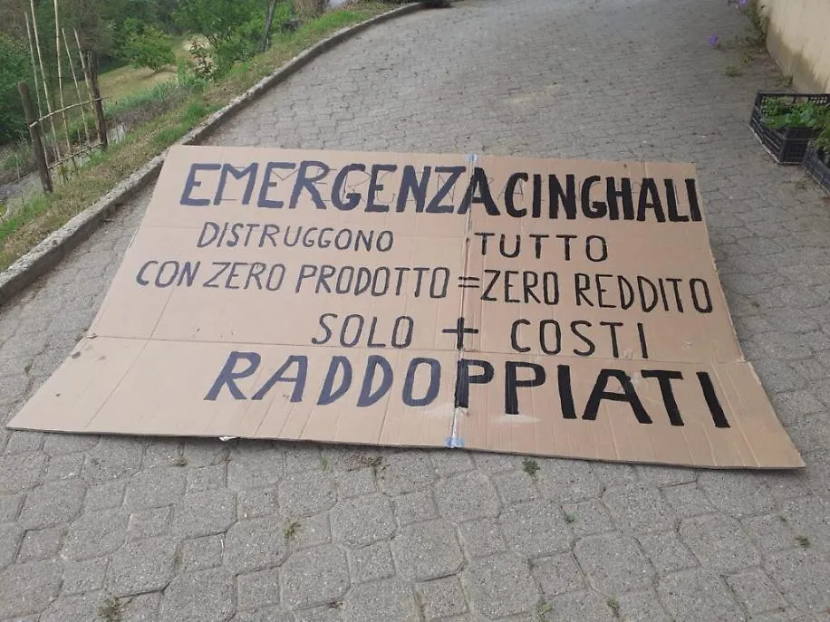 striscioni cinghiali2