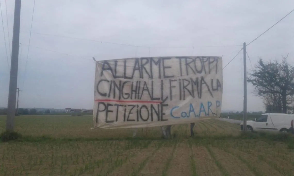 striscioni cinghiali4