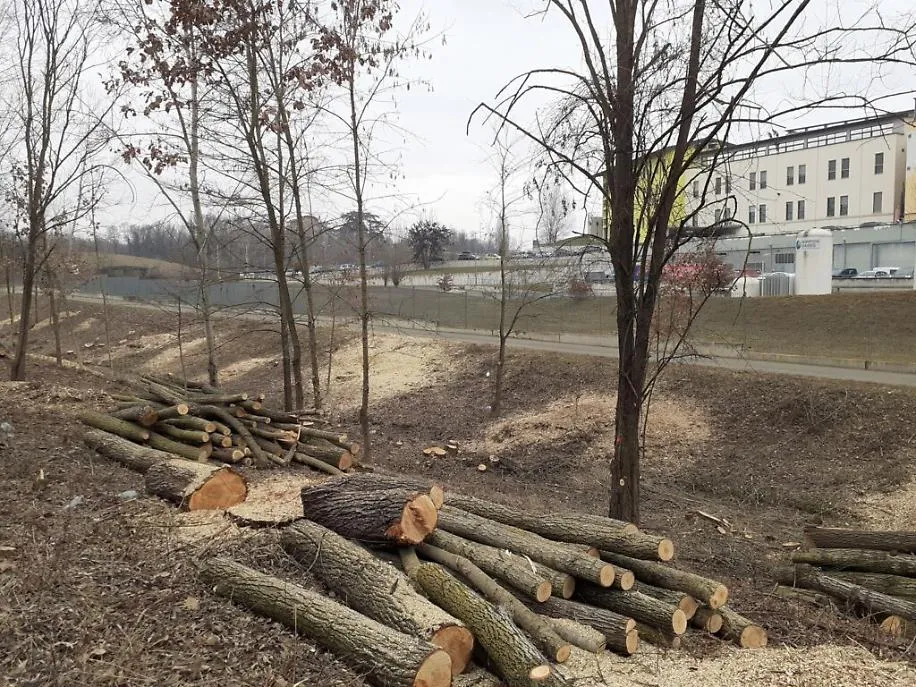 Taglio alberi corso Pertini8