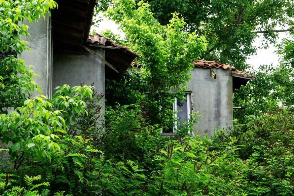 Colonia felina Casa dell'Avvocato di via Ticino