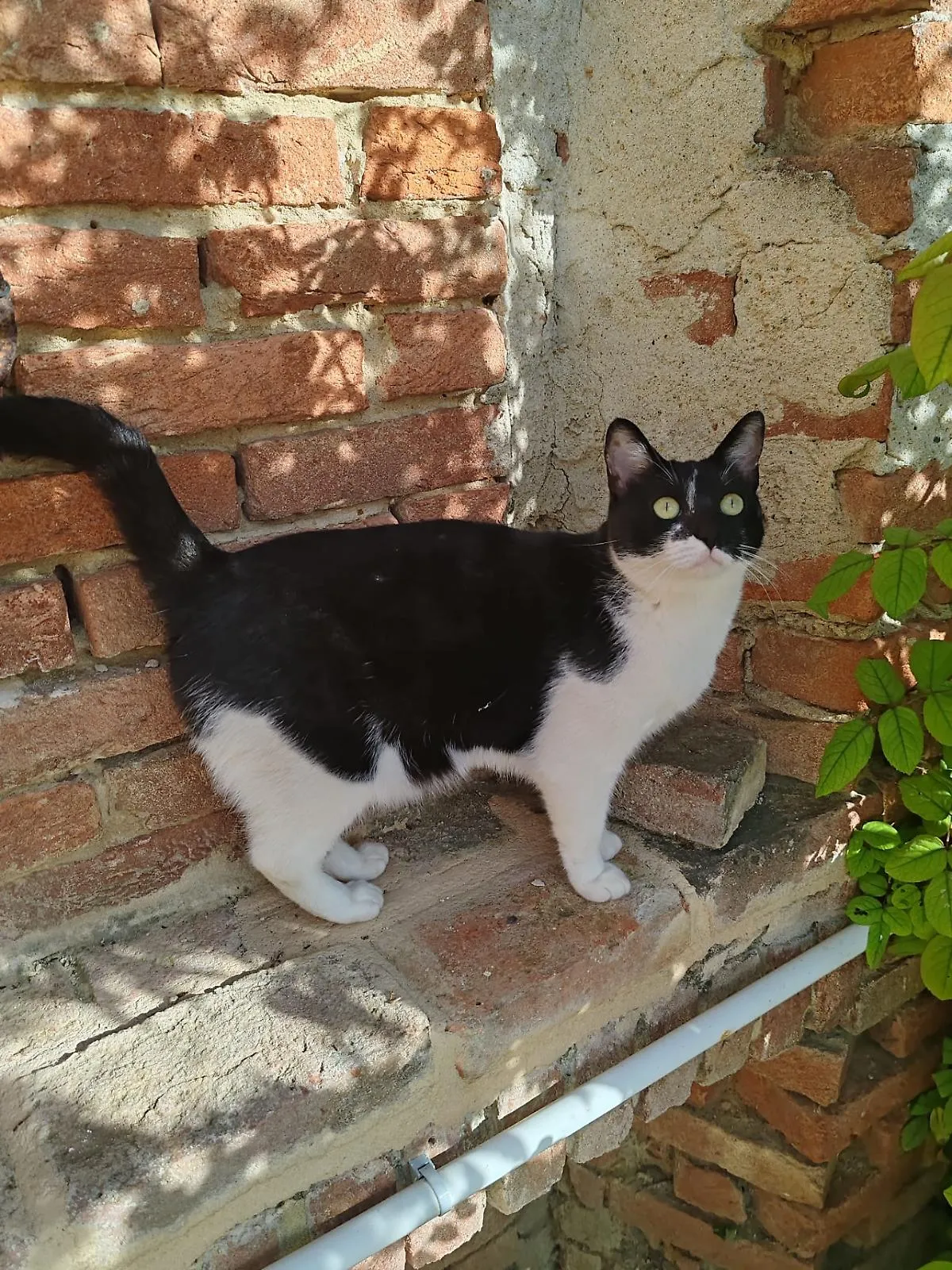 il gatto del sindaco Maiocco di Scurzolengo