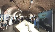 "Notte al Museo: il tempo del mare": poesia e musica al Paleontologico
