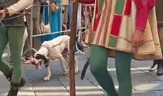 Miroglio, Verdi, chiede al Sindaco: &laquo;Non &egrave; il caso di spostare la sfilata di sera e evitare scene angoscianti come il cane assetato e trascinato sull'asfalto?&raquo;