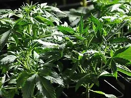 Roccaverano, coltivava marijuana vicino a casa: arrestato