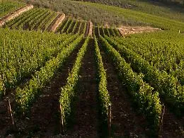 Come migliorare geneticamente i vitigni di Nebbiolo, Barbera e Moscato
