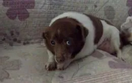 Scomparsa cagnolina cieca e sorda: appello
