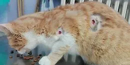 Salvo per miracolo il gatto impallinato con colpi di gomma
