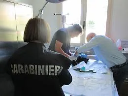 Anche Mombercelli nel circuito di traffico illecito di cuccioli di bulldog provenienti dall'Est Europa