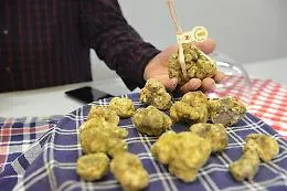 Ad Asti tre giorni di eventi con la Fiera Regionale del Tartufo