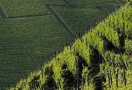 Alessio Monti nuovo presidente dell'Associazione Comuni del Moscato
