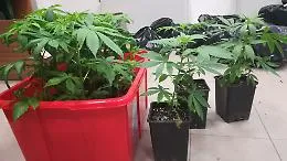 Asti, la Finanza sequestra 31 chili di marijuana e 140 mila euro in contanti