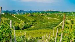 I produttori dicono no all'inserimento del Comune di Asti nella zona del Moscato d'Asti docg