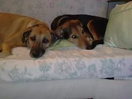 Asti, appello per l'adozione di Betty e Teddy, le cagnoline rimaste sole dopo la scomparsa ad appena 51 anni di Marco