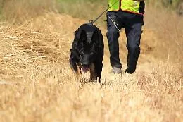 Mantrailing: il cane &egrave; il migliore amico dell'uomo, anche quando deve ritrovarlo