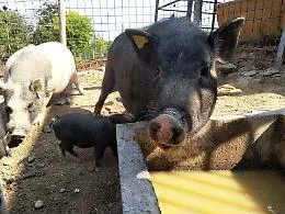 Maialini nani: un'insolita ma affettuosa compagnia