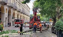 Dopo la caduta di un ramo su un'auto, in piazza Alfieri continuano le operazioni di messa in sicurezza del platano [FOTO e VIDEO]