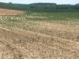 L'agronomo: &laquo;D'ora in avanti si dovr&agrave; coltivare all'ombra e  imparare le tecniche dell'aridocoltura per sopravvivere&raquo;