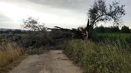 Addio al gigante della piana, il maltempo abbatte lo storico Salice monumentale di Revigliasco d'Asti